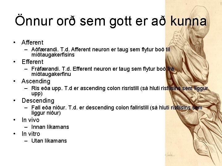 Önnur orð sem gott er að kunna • Afferent – Aðfærandi. T. d. Afferent