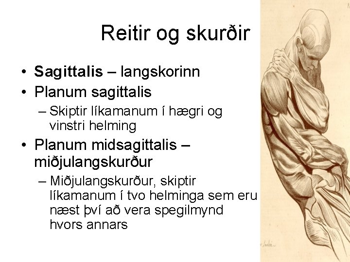 Reitir og skurðir • Sagittalis – langskorinn • Planum sagittalis – Skiptir líkamanum í