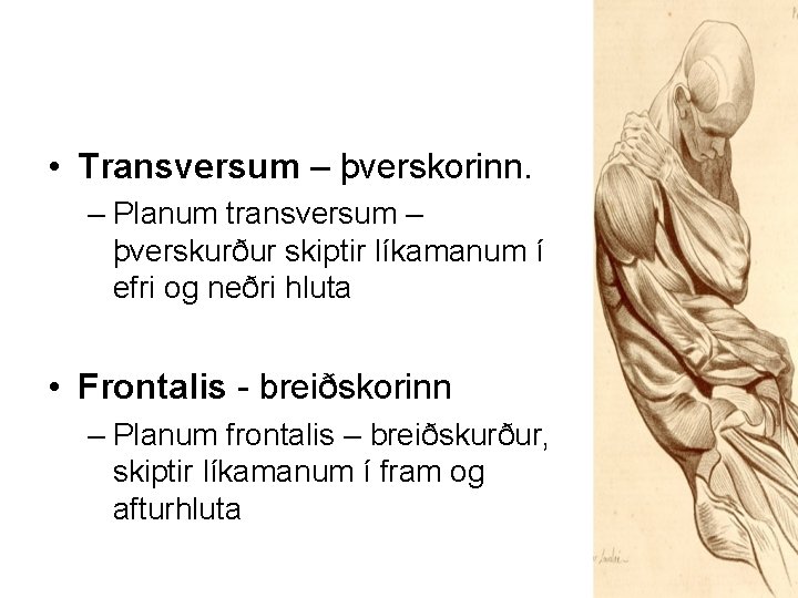  • Transversum – þverskorinn. – Planum transversum – þverskurður skiptir líkamanum í efri