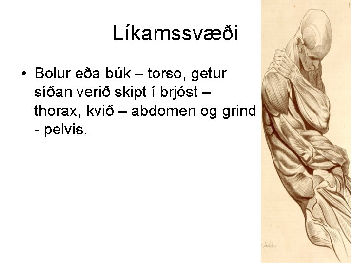 Líkamssvæði • Bolur eða búk – torso, getur síðan verið skipt í brjóst –