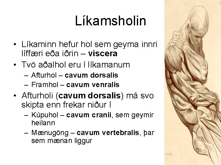 Líkamsholin • Líkaminn hefur hol sem geyma innri líffæri eða iðrin – viscera •