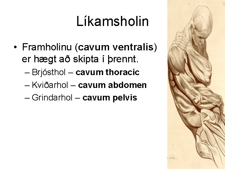 Líkamsholin • Framholinu (cavum ventralis) er hægt að skipta í þrennt. – Brjósthol –