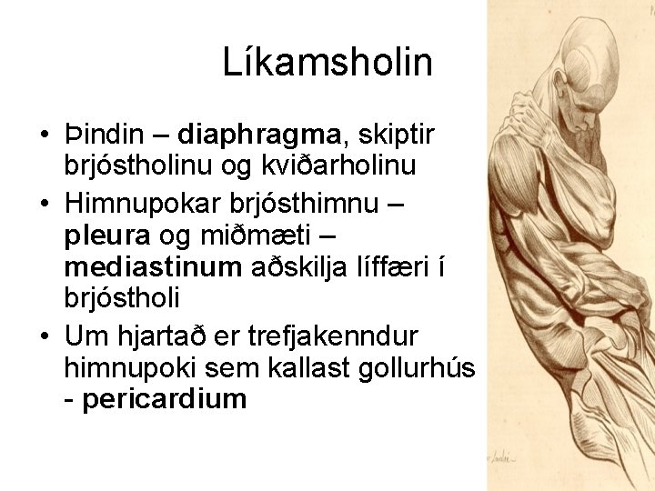 Líkamsholin • Þindin – diaphragma, skiptir brjóstholinu og kviðarholinu • Himnupokar brjósthimnu – pleura