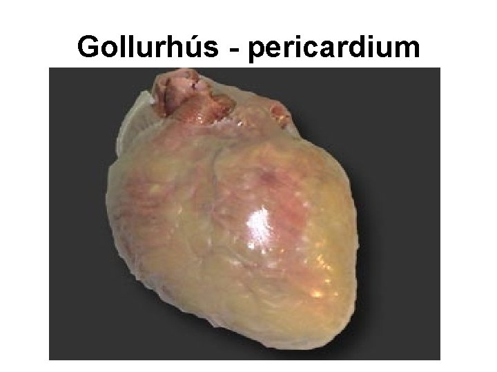 Gollurhús - pericardium 