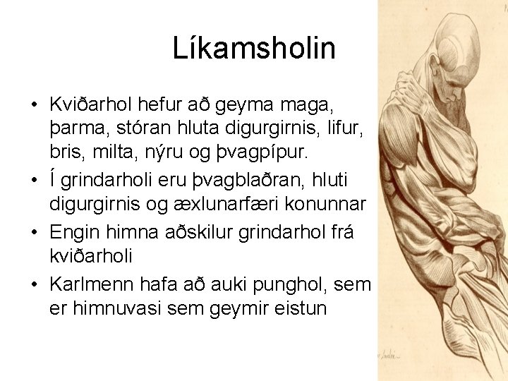 Líkamsholin • Kviðarhol hefur að geyma maga, þarma, stóran hluta digurgirnis, lifur, bris, milta,