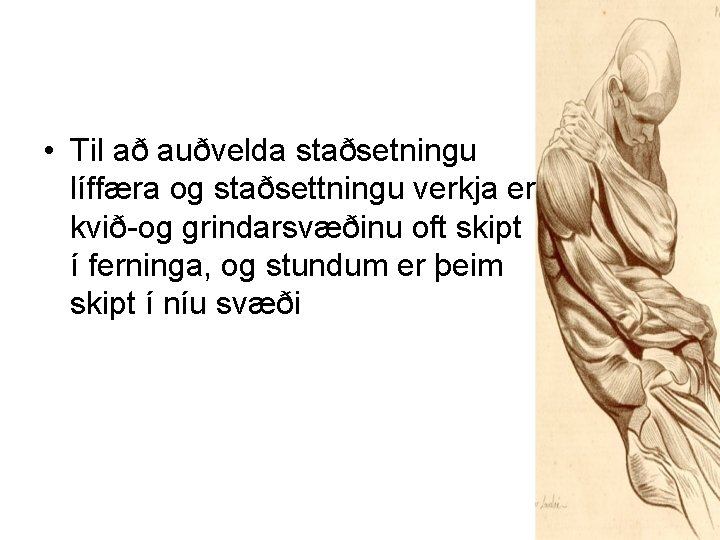  • Til að auðvelda staðsetningu líffæra og staðsettningu verkja er kvið-og grindarsvæðinu oft