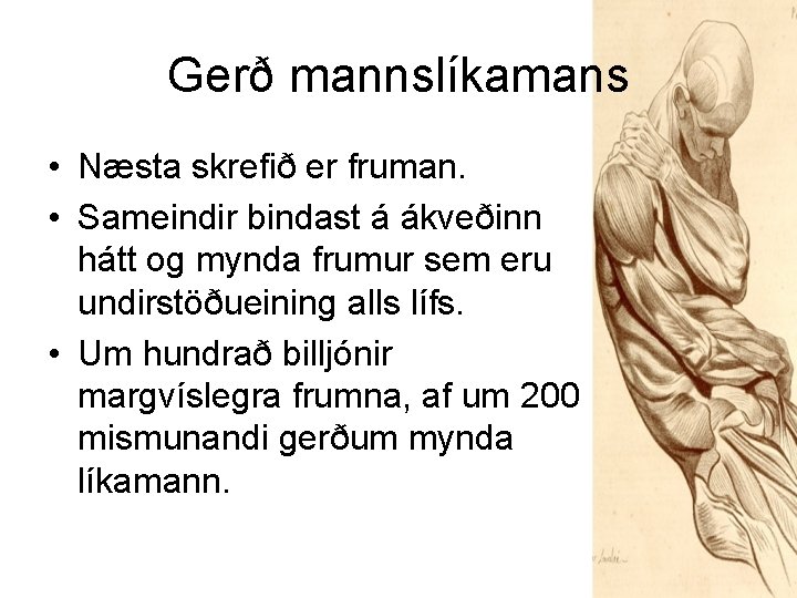 Gerð mannslíkamans • Næsta skrefið er fruman. • Sameindir bindast á ákveðinn hátt og