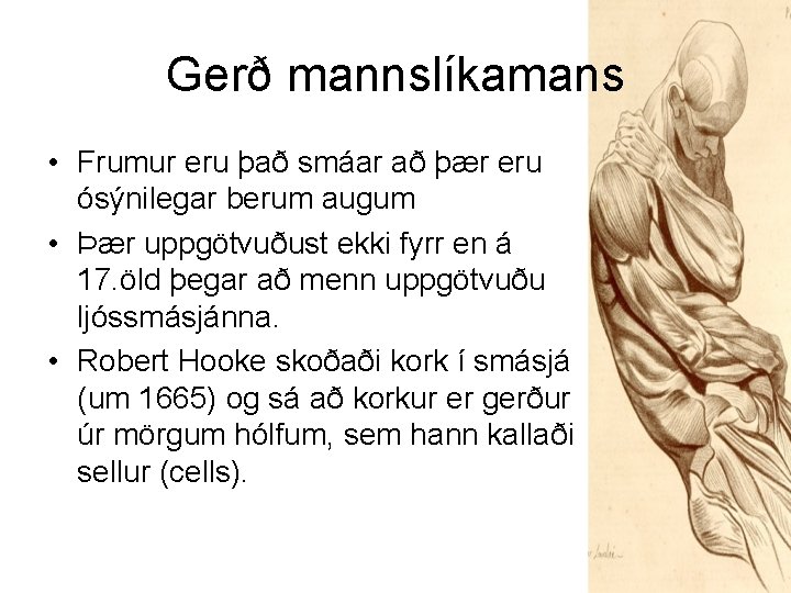 Gerð mannslíkamans • Frumur eru það smáar að þær eru ósýnilegar berum augum •