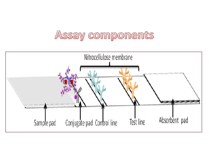 Assay components 