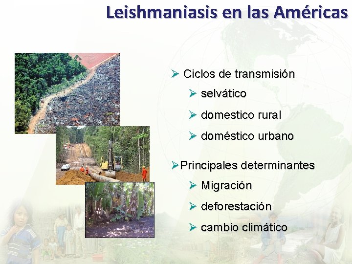 Leishmaniasis en las Américas Ø Ciclos de transmisión Ø selvático Ø domestico rural Ø