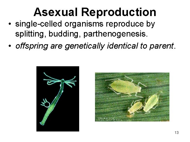 Asexual Reproduction • single-celled organisms reproduce by splitting, budding, parthenogenesis. • offspring are genetically