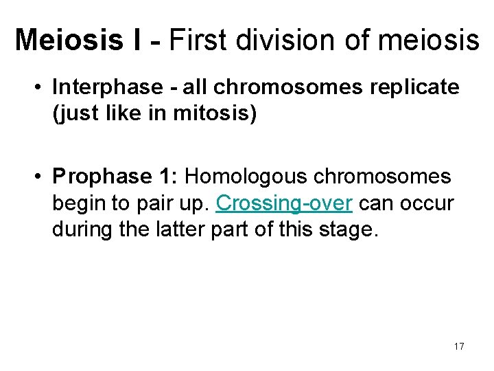 Meiosis I - First division of meiosis • Interphase - all chromosomes replicate (just