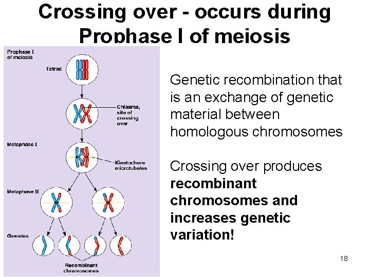 Crossing over - occurs during Prophase I of meiosis Genetic recombination that is an