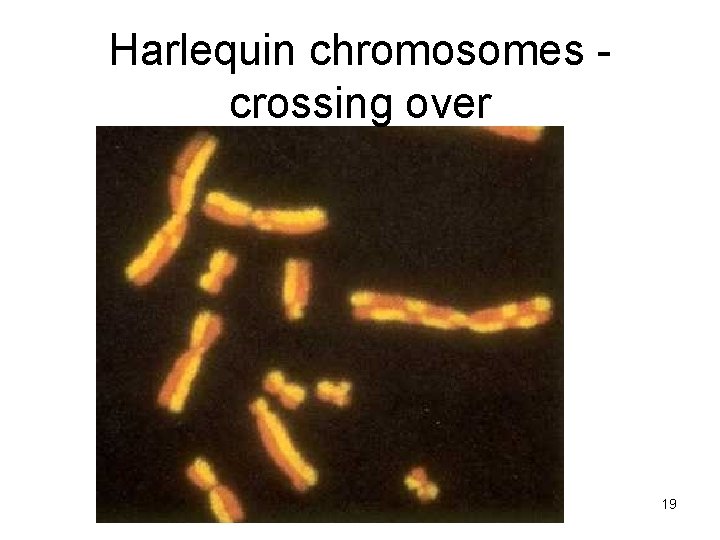 Harlequin chromosomes crossing over 19 