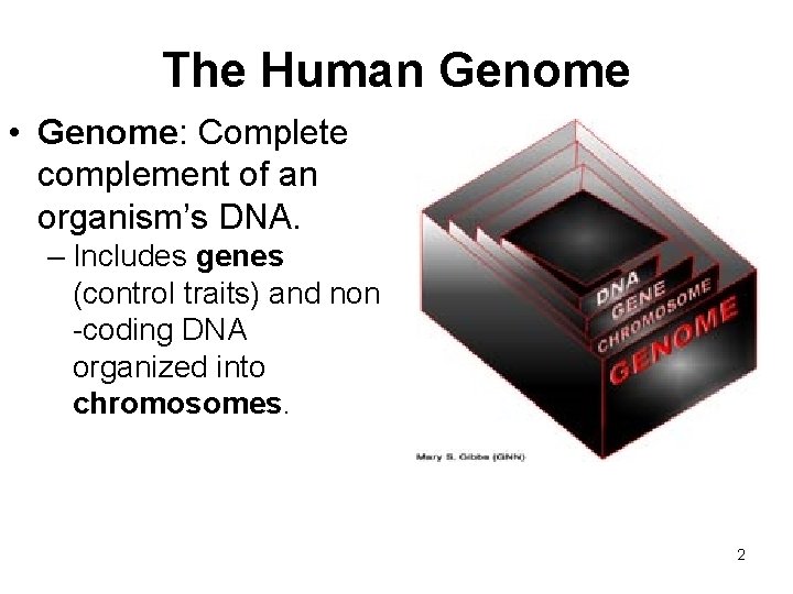 The Human Genome • Genome: Complete complement of an organism’s DNA. – Includes genes