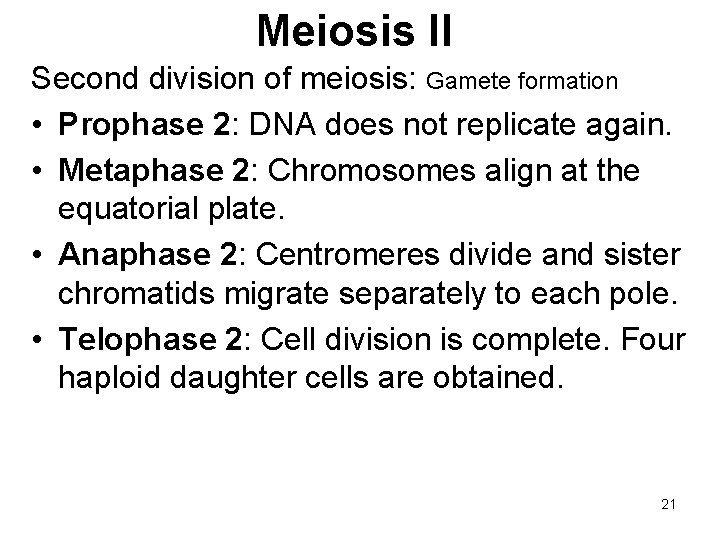 Meiosis II Second division of meiosis: Gamete formation • Prophase 2: DNA does not