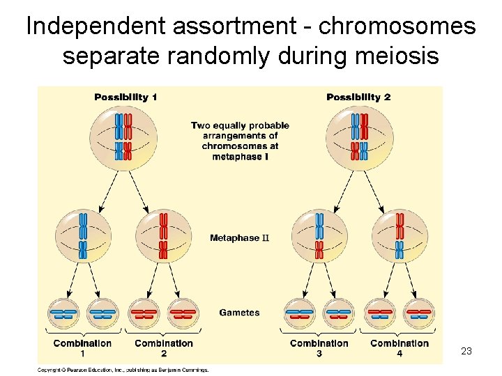 Independent assortment - chromosomes separate randomly during meiosis 23 