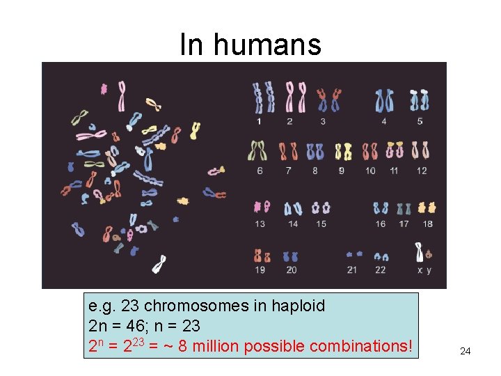 In humans e. g. 23 chromosomes in haploid 2 n = 46; n =