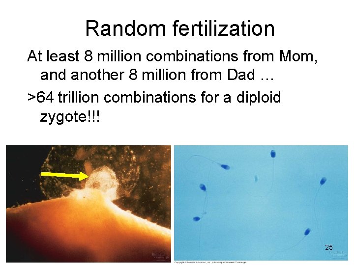 Random fertilization At least 8 million combinations from Mom, and another 8 million from