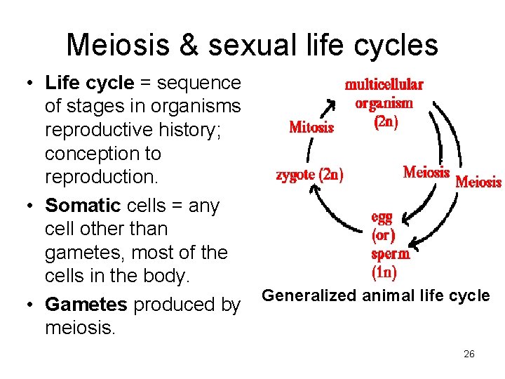 Meiosis & sexual life cycles • Life cycle = sequence of stages in organisms