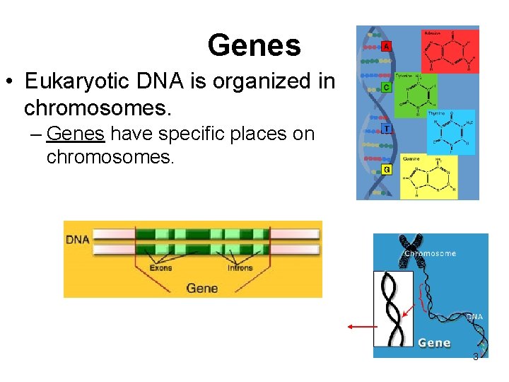 Genes • Eukaryotic DNA is organized in chromosomes. – Genes have specific places on