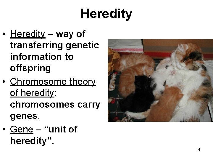 Heredity • Heredity – way of transferring genetic information to offspring • Chromosome theory