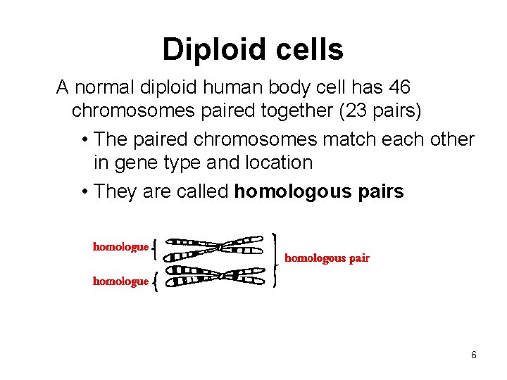 Diploid cells A normal diploid human body cell has 46 chromosomes paired together (23