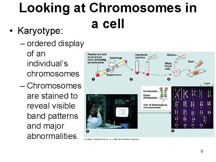  • Looking at Chromosomes in a cell Karyotype: – ordered display of an