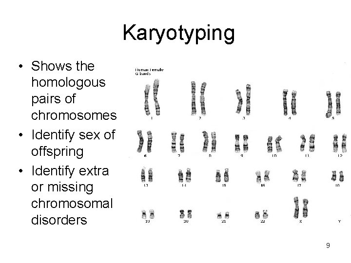 Karyotyping • Shows the homologous pairs of chromosomes • Identify sex of offspring •