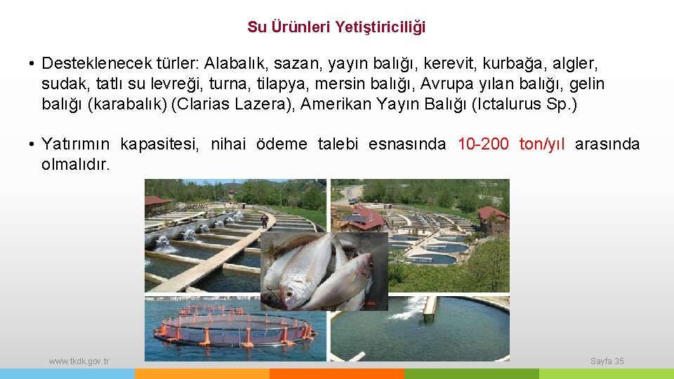 Su Ürünleri Yetiştiriciliği • Desteklenecek türler: Alabalık, sazan, yayın balığı, kerevit, kurbağa, algler, sudak,