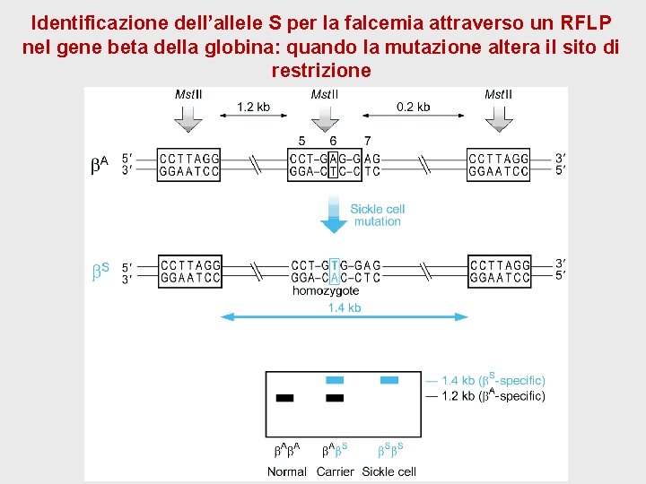 Identificazione dell’allele S per la falcemia attraverso un RFLP nel gene beta della globina: Identificazione dell’allele S per la falcemia attraverso un RFLP nel gene beta della globina: