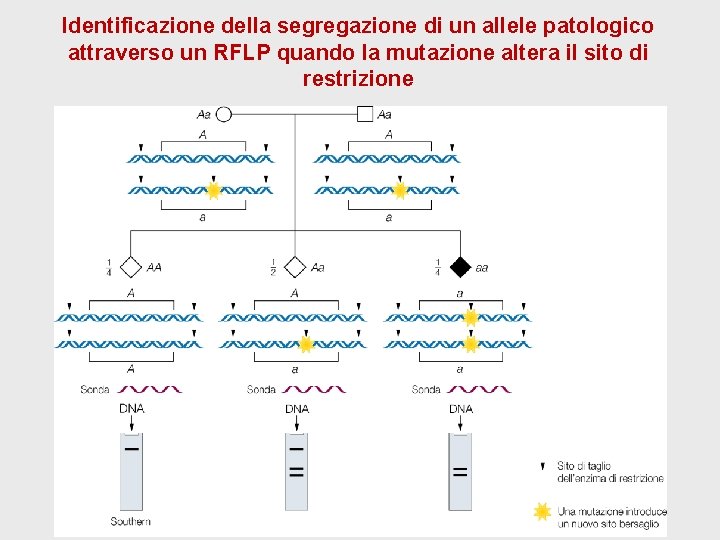 Identificazione della segregazione di un allele patologico attraverso un RFLP quando la mutazione altera Identificazione della segregazione di un allele patologico attraverso un RFLP quando la mutazione altera
