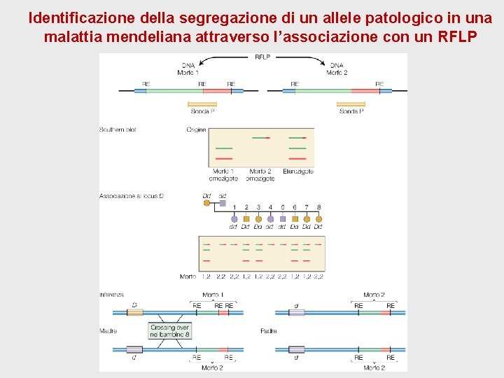 Identificazione della segregazione di un allele patologico in una malattia mendeliana attraverso l’associazione con Identificazione della segregazione di un allele patologico in una malattia mendeliana attraverso l’associazione con