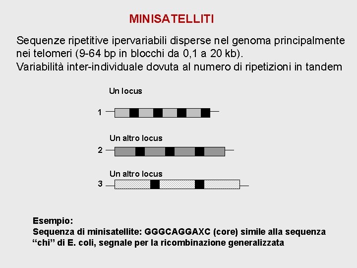 MINISATELLITI Sequenze ripetitive ipervariabili disperse nel genoma principalmente nei telomeri (9 -64 bp in MINISATELLITI Sequenze ripetitive ipervariabili disperse nel genoma principalmente nei telomeri (9 -64 bp in