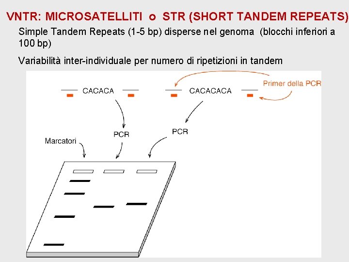 VNTR: MICROSATELLITI o STR (SHORT TANDEM REPEATS) Simple Tandem Repeats (1 -5 bp) disperse VNTR: MICROSATELLITI o STR (SHORT TANDEM REPEATS) Simple Tandem Repeats (1 -5 bp) disperse