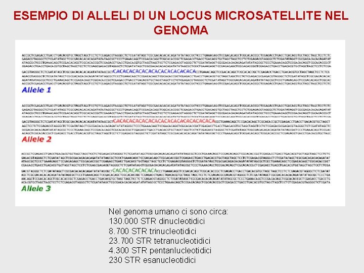 ESEMPIO DI ALLELI DI UN LOCUS MICROSATELLITE NEL GENOMA Nel genoma umano ci sono ESEMPIO DI ALLELI DI UN LOCUS MICROSATELLITE NEL GENOMA Nel genoma umano ci sono