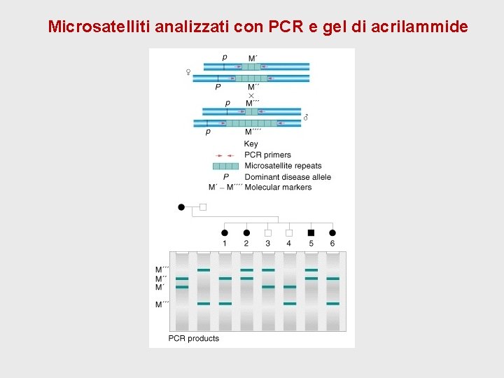 Microsatelliti analizzati con PCR e gel di acrilammide Microsatelliti analizzati con PCR e gel di acrilammide