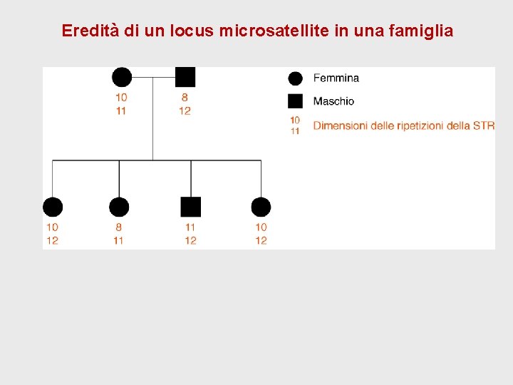 Eredità di un locus microsatellite in una famiglia Eredità di un locus microsatellite in una famiglia