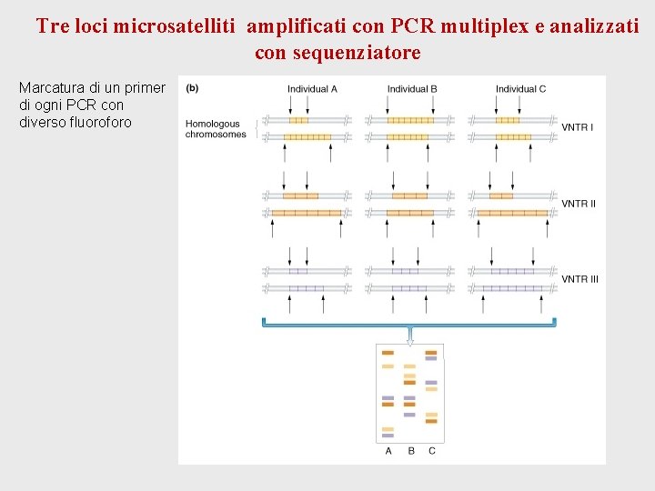 Tre loci microsatelliti amplificati con PCR multiplex e analizzati con sequenziatore Marcatura di un Tre loci microsatelliti amplificati con PCR multiplex e analizzati con sequenziatore Marcatura di un