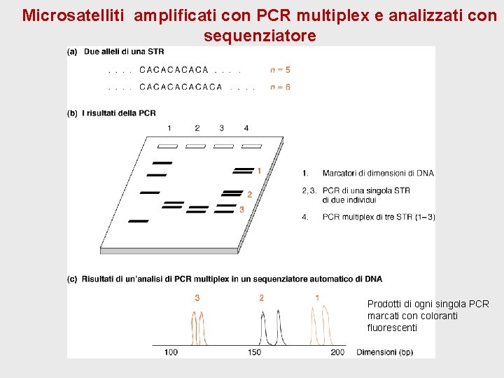 Microsatelliti amplificati con PCR multiplex e analizzati con sequenziatore Prodotti di ogni singola PCR Microsatelliti amplificati con PCR multiplex e analizzati con sequenziatore Prodotti di ogni singola PCR