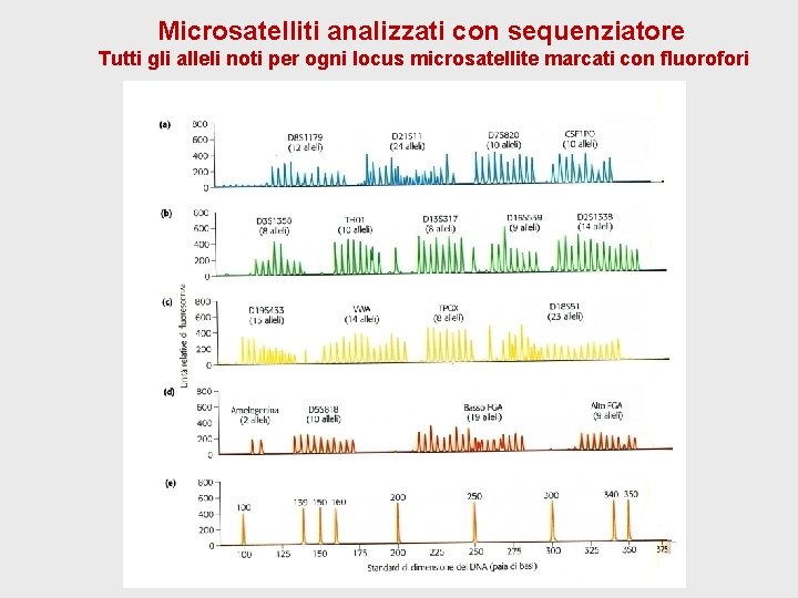 Microsatelliti analizzati con sequenziatore Tutti gli alleli noti per ogni locus microsatellite marcati con Microsatelliti analizzati con sequenziatore Tutti gli alleli noti per ogni locus microsatellite marcati con