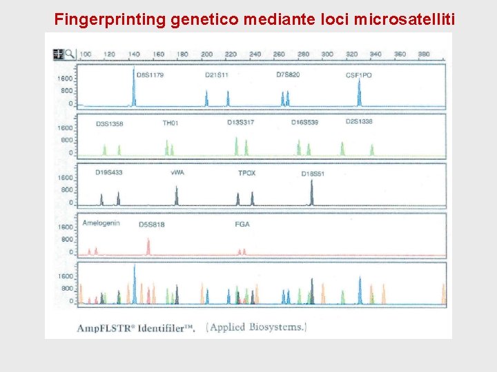 Fingerprinting genetico mediante loci microsatelliti Fingerprinting genetico mediante loci microsatelliti