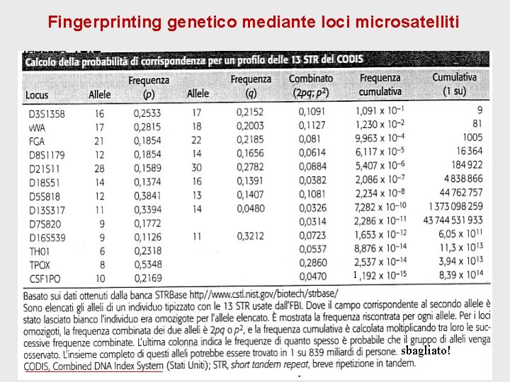 Fingerprinting genetico mediante loci microsatelliti 1 sbagliato! Fingerprinting genetico mediante loci microsatelliti 1 sbagliato!
