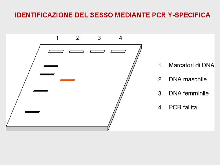 IDENTIFICAZIONE DEL SESSO MEDIANTE PCR Y-SPECIFICA IDENTIFICAZIONE DEL SESSO MEDIANTE PCR Y-SPECIFICA
