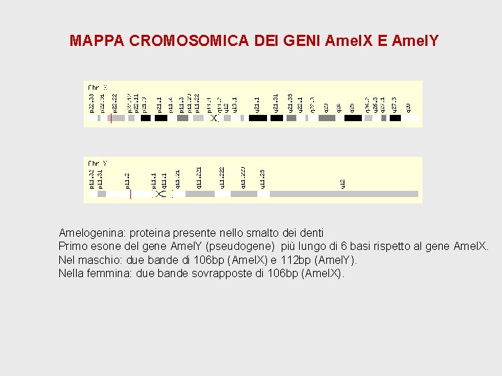 MAPPA CROMOSOMICA DEI GENI Amel. X E Amel. Y Amelogenina: proteina presente nello smalto MAPPA CROMOSOMICA DEI GENI Amel. X E Amel. Y Amelogenina: proteina presente nello smalto