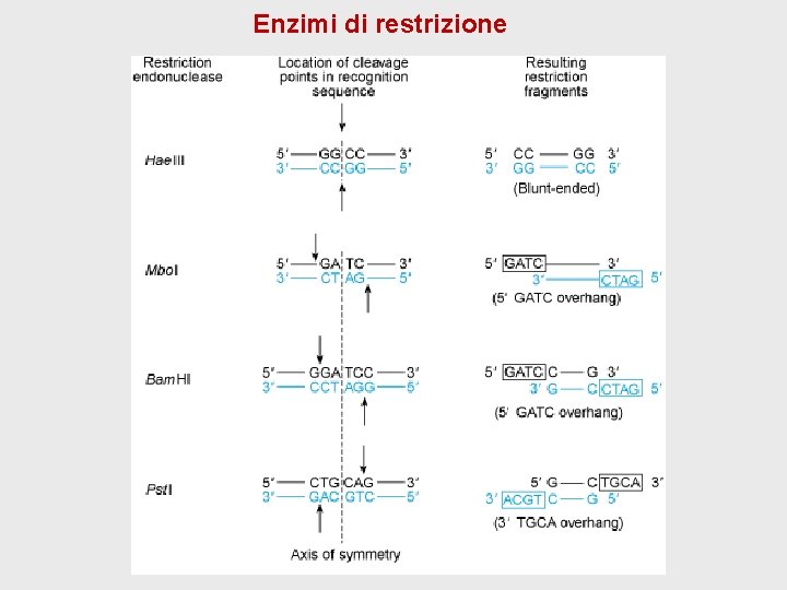 Enzimi di restrizione Enzimi di restrizione