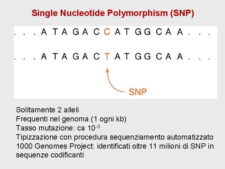 Single Nucleotide Polymorphism (SNP) Solitamente 2 alleli Frequenti nel genoma (1 ogni kb) Tasso Single Nucleotide Polymorphism (SNP) Solitamente 2 alleli Frequenti nel genoma (1 ogni kb) Tasso