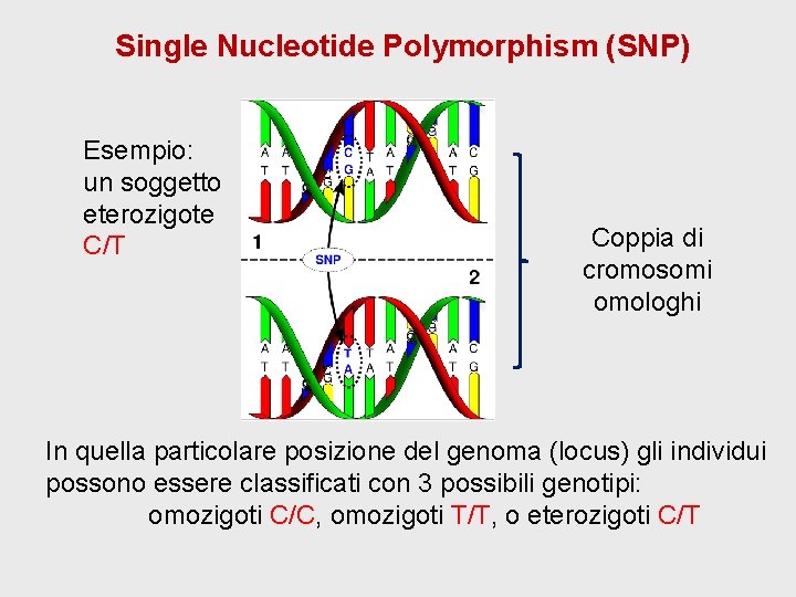 Single Nucleotide Polymorphism (SNP) Esempio: un soggetto eterozigote C/T Coppia di cromosomi omologhi In Single Nucleotide Polymorphism (SNP) Esempio: un soggetto eterozigote C/T Coppia di cromosomi omologhi In