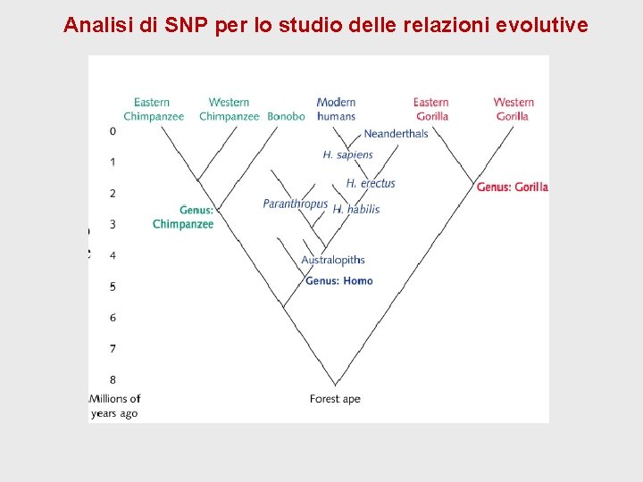 Analisi di SNP per lo studio delle relazioni evolutive Analisi di SNP per lo studio delle relazioni evolutive