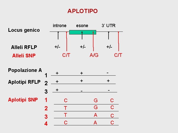 APLOTIPO Locus genico Alleli RFLP introne +/- 1 Aplotipi RFLP 2 3 Aplotipi SNP APLOTIPO Locus genico Alleli RFLP introne +/- 1 Aplotipi RFLP 2 3 Aplotipi SNP